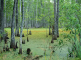 Buy Atchafalaya Swamp Near Gibson in the Heart of 'Cajun Country', Louisiana, USA at AllPosters.com