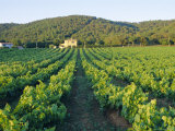 Vineyard, the Var, Cote d'Azur, Provence, France