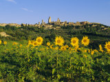 San Gimignano and Field of Sunflowers, Tuscany, Italy