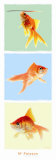 Mr Poisson