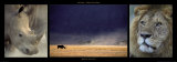 Rhinos and Lion