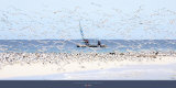 Madagascar Seabirds
