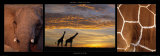 Giraffes at Dusk