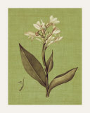 Buy Botanica Verde II at AllPosters.com