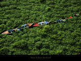 Barques Prises dans les Jacinthes d'Eau sur le Nil, Egypte