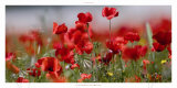 Buy En Attendant les Papillons at AllPosters.com