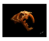 Smilodon Cat - Sabre Tooth Tiger