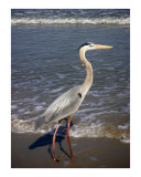 Creatures of the Gulf - Ankle Deep & Focused