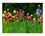 Buy Burst of Summer Sunshine at AllPosters.com