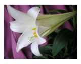 Easter Lily Eight