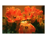 Buy A Touch of Sunshine at AllPosters.com
