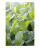 Buy After the Rain at AllPosters.com