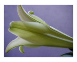 Easter Lily Five