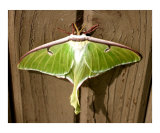 Luna Moth Ready for Flight