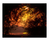 Buy Golden Morning at AllPosters.com