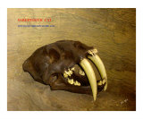 Smilodon Saber Toothed Cat