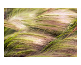 Buy Wild Rye at AllPosters.com