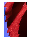 Red Leaf Blue Sky