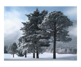 Buy Silence at AllPosters.com