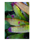 Buy Color Me Purple at AllPosters.com