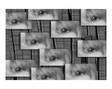Buy Eyes Everywhere in the Forest at AllPosters.com
