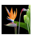 Bird of Paradise - Royal Beauty II