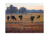Buy Foggy Morning Light at AllPosters.com