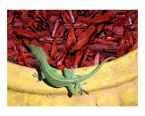 Anole Getting A Better Look
