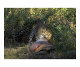 Leopard Dragging Carcass