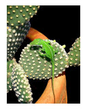 Anole Hanging Out With Cactus