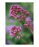 Buy Pink, Purple, and Red Flowers at AllPosters.com
