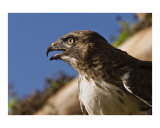 Hawk Profile