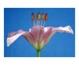 Buy Open Flower at AllPosters.com