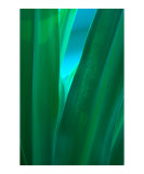 Buy Elegance at AllPosters.com