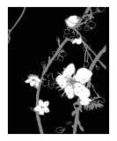 Buy Black n White Cherry Blossom at AllPosters.com