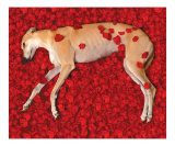 An American Beauty