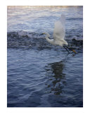 Creatures of the Gulf - Take Off At Dusk