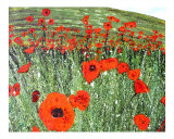Buy Somewhere in Tuscany XXVII at AllPosters.com