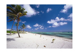Palm Trees in the Breeze Cayman Islands
