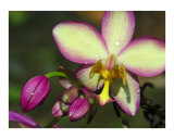 Purple Orchid