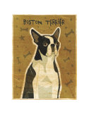 Boston Terrier