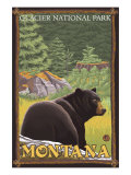 Buy Black Bear in Forest, Glacier National Park, Montana at AllPosters.com
