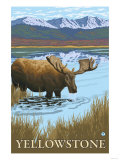 Moose Drinking at Lake, Yellowstone National Park