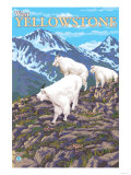 Mountain Goats Scene, West Yellowstone, Montana