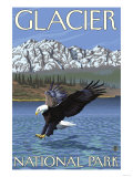 Bald Eagle Diving, Glacier National Park, Montana