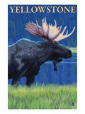 Moose at Night, Yellowstone National Park