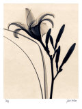 Daylily