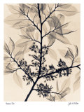 American Elm