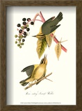 Warbler