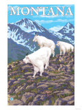 Mountain Goats Scene, Montana